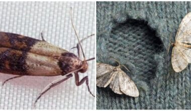 moth from naphthalene balls