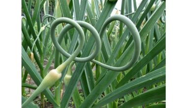 mother in law nurtured seedling