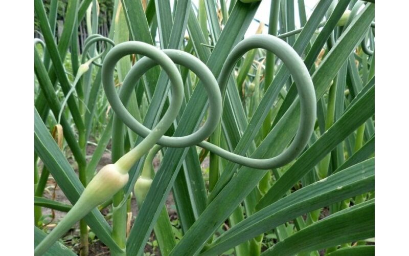 mother in law nurtured seedling