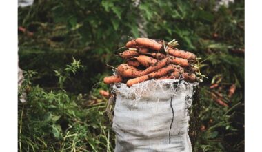 mulch keeps carrots fresh