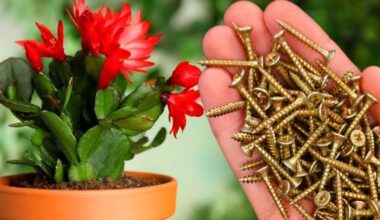 nails boost flower growth