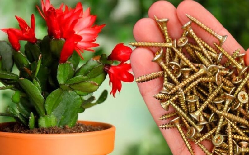 nails boost flower growth
