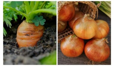 neighbor agronomist recommends interplanting onions and carrots