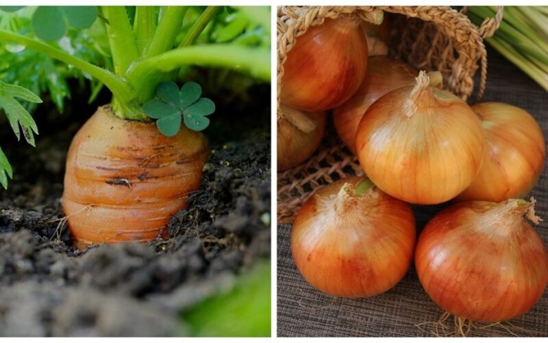neighbor agronomist recommends interplanting onions and carrots