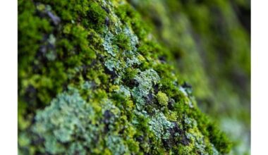 neighbor explained moss causes