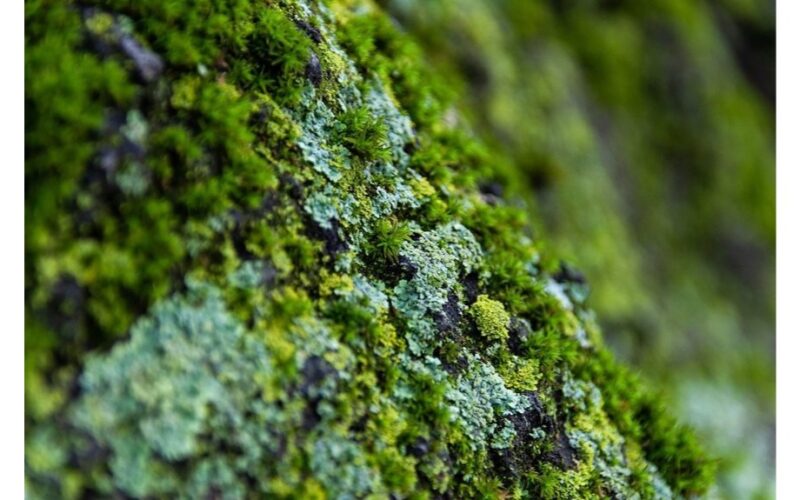 neighbor explained moss causes