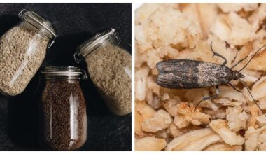 neighbor s 25 year moth fix