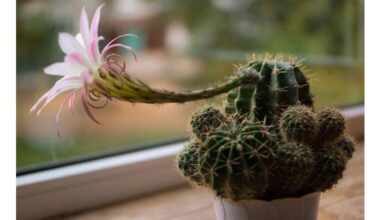 neighbor s cactus rotten revival