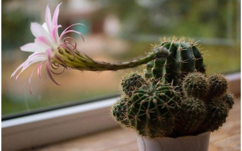 neighbor s cactus rotten revival