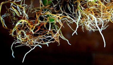 neighbor s shocking instant rooting method