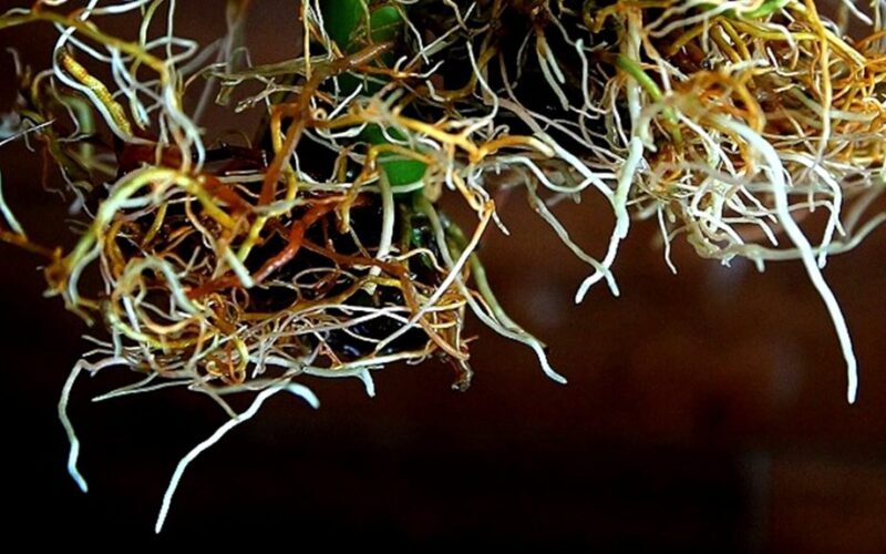 neighbor s shocking instant rooting method