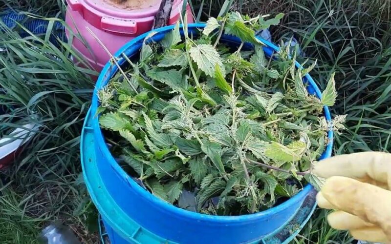 nettle infused bed watering triumph