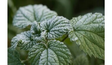 nettle rich fertilizer for peppers