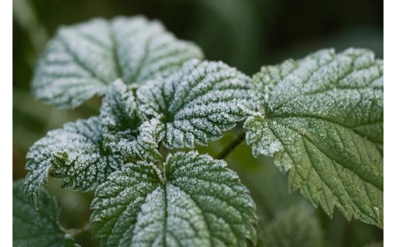 nettle rich fertilizer for peppers