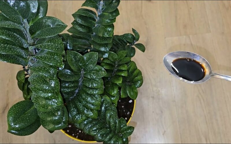 niekada netręšk mano zamiokulko