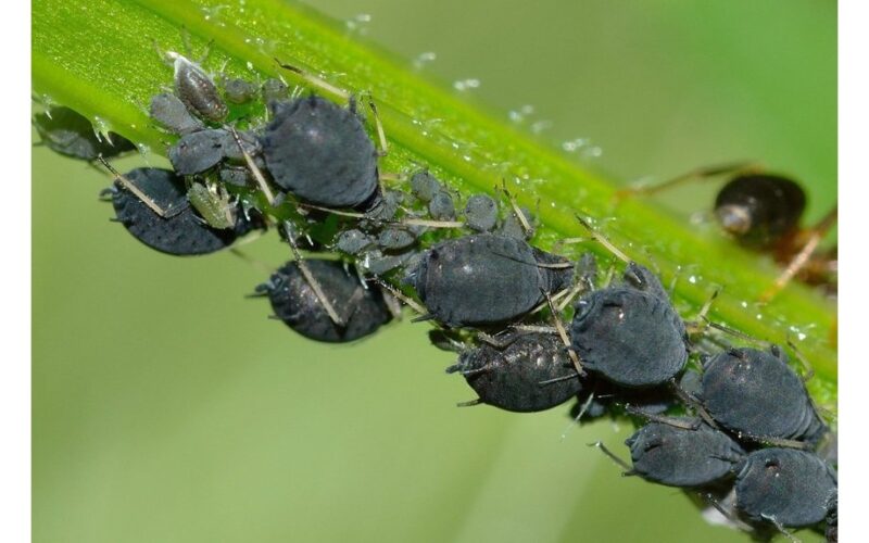 old pillow aphid remedy