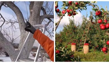 senesnės medžiai, vedantys jaunatviškas vaisius