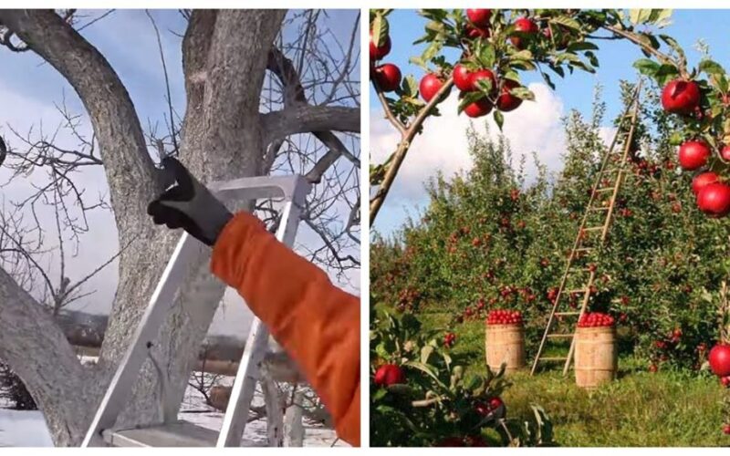 senesnės medžiai, vedantys jaunatviškas vaisius