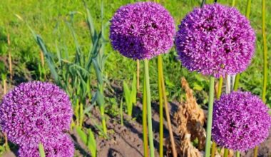 onions planted purely decorative