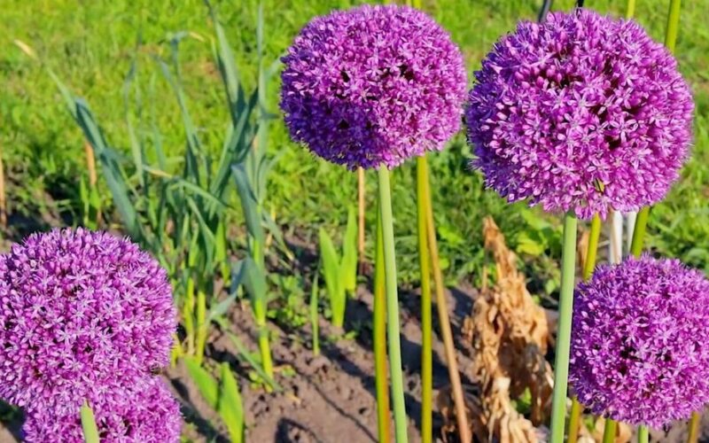 onions planted purely decorative