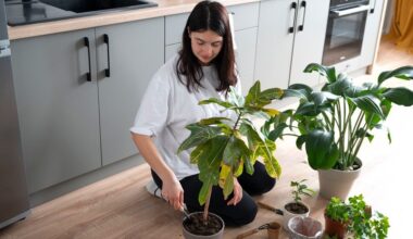 overwatered root damaged compacted soil