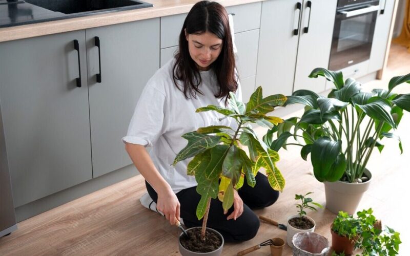 overwatered root damaged compacted soil