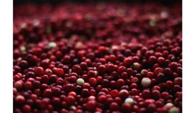 overwintered berry champion spread