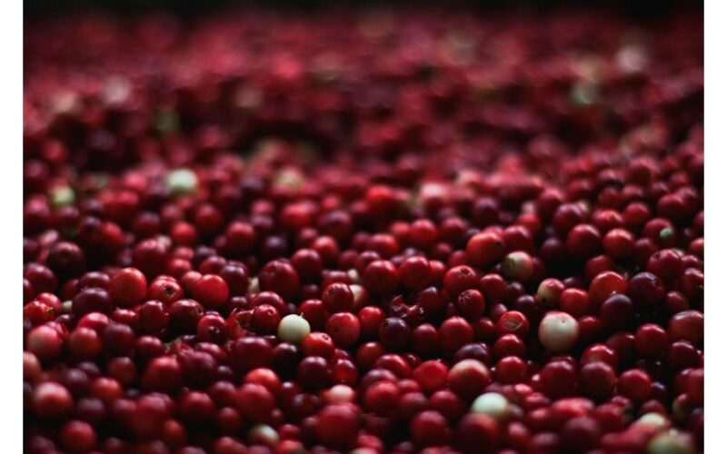 overwintered berry champion spread