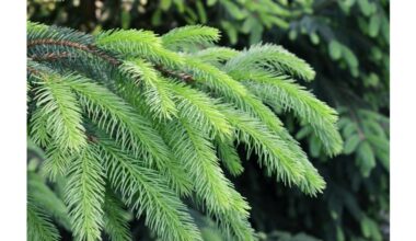 parasitic plants leech nutrients