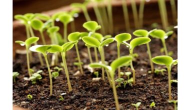 penny cheap remedy doubled growth