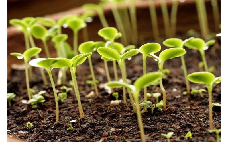 penny cheap remedy doubled growth