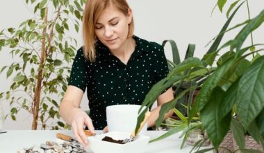pilea transformed into baobab
