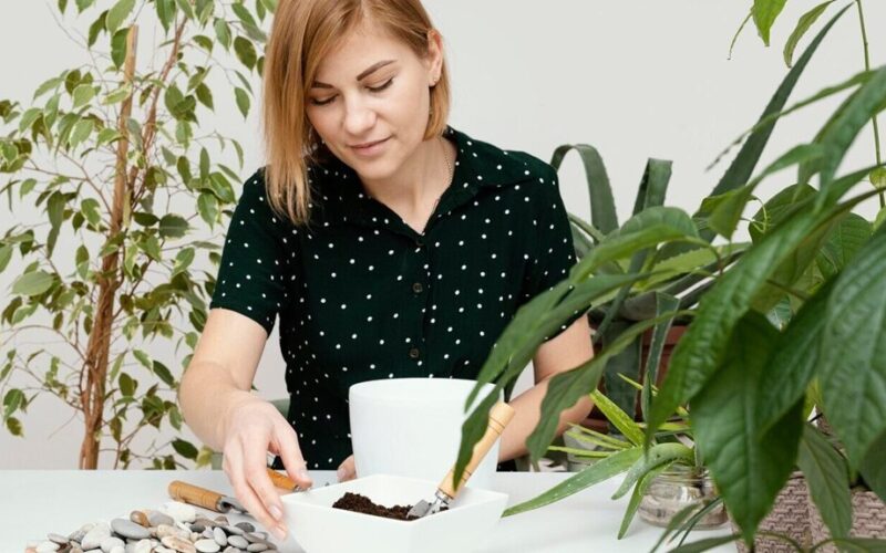 pilea transformed into baobab
