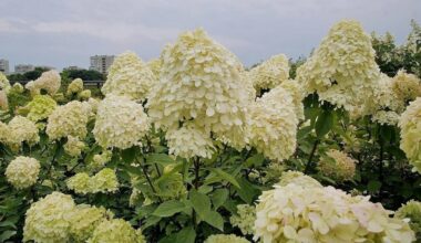 plant hydrangeas skip fences