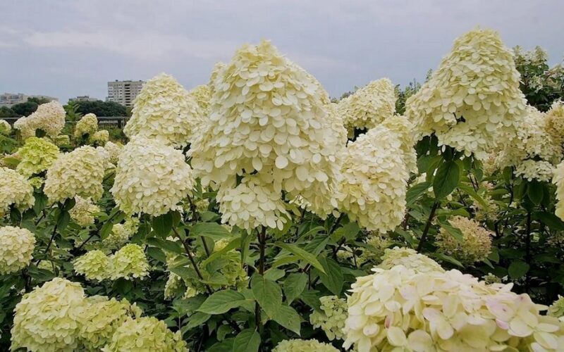 plant hydrangeas skip fences