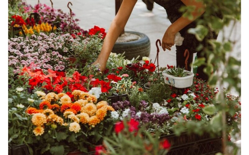 plant these five perennials