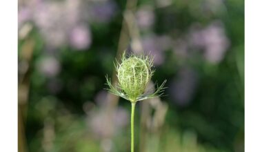 plants that repel flies