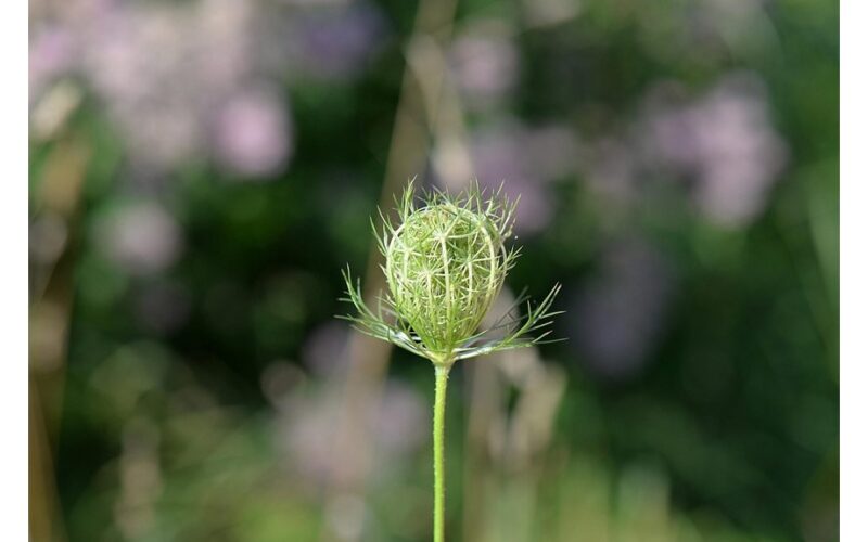 plants that repel flies