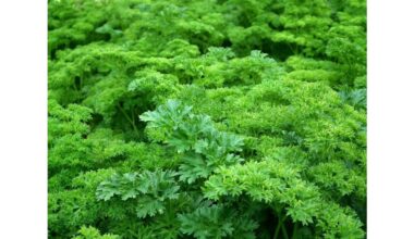 pot size fixed thriving