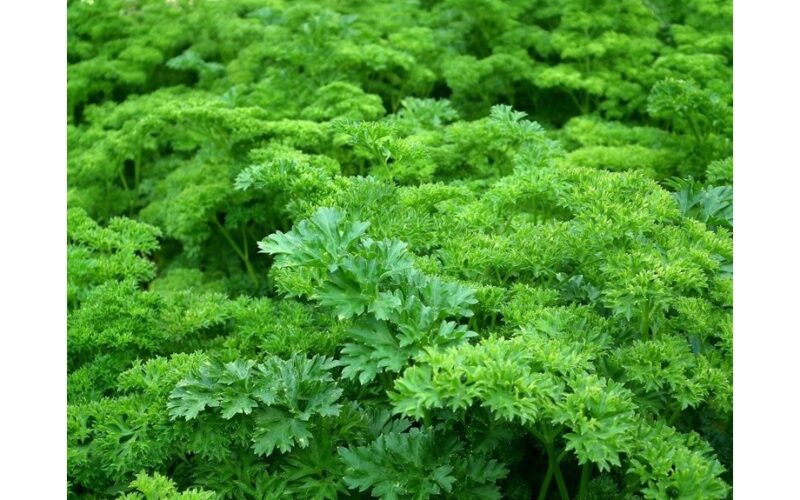 pot size fixed thriving