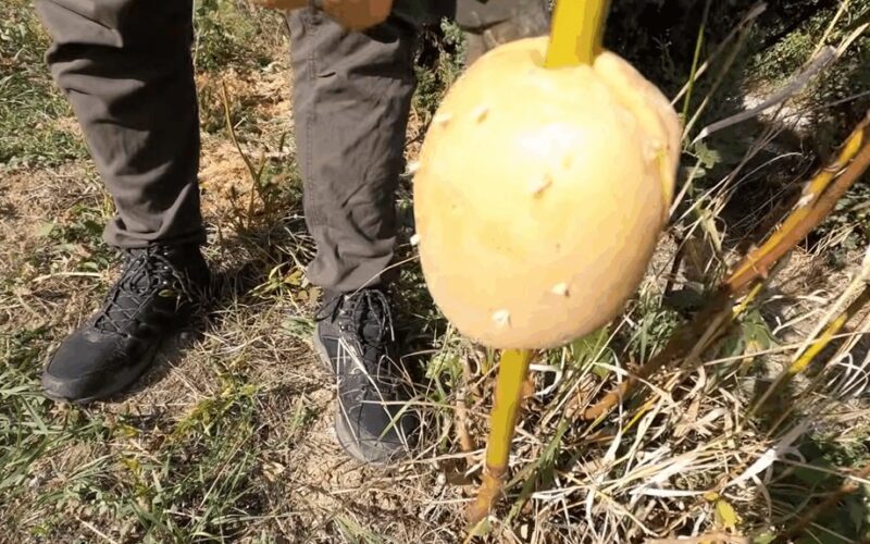 potato grown rose root spectacle