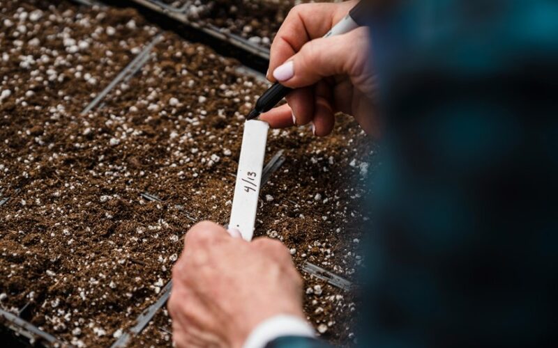 precise timing for tomato seedlings