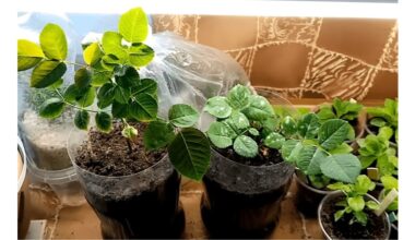 preparing rose cuttings for winter