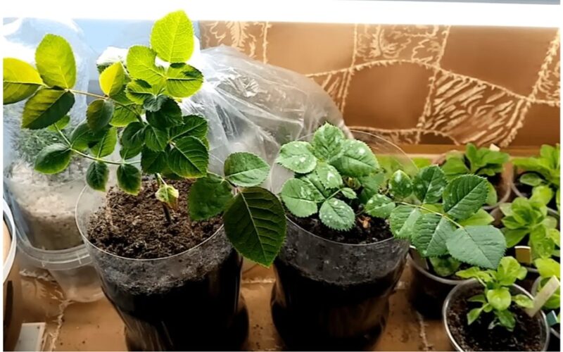 preparing rose cuttings for winter