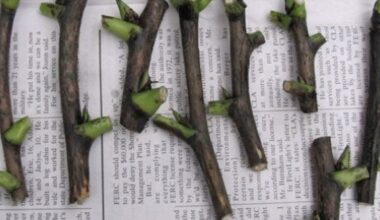 propagated cuttings became seedlings