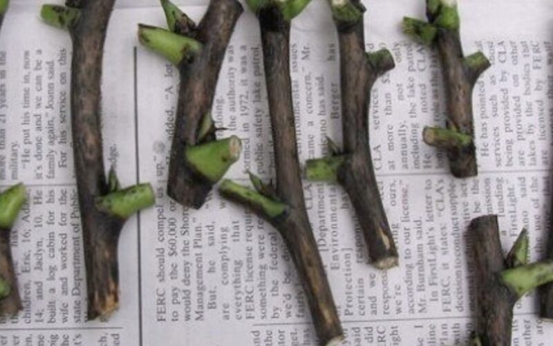 propagated cuttings became seedlings