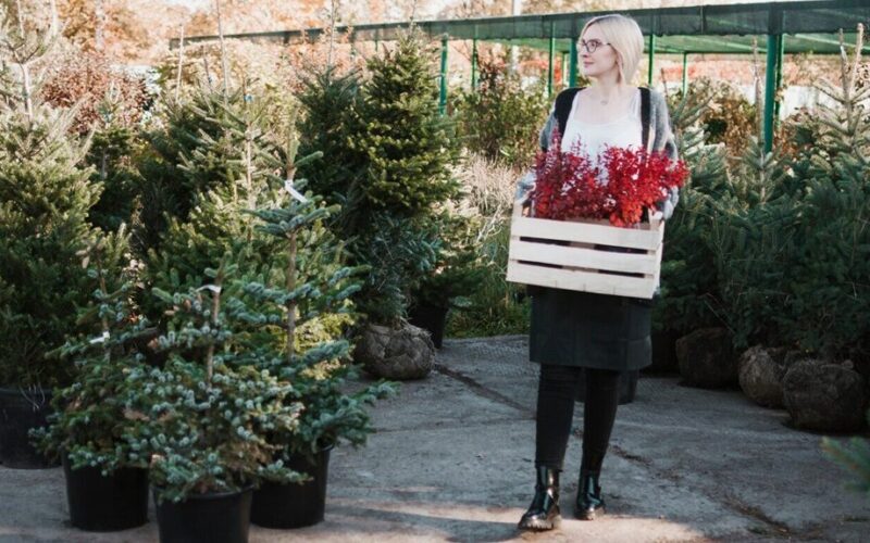 propagating conifer cuttings guide