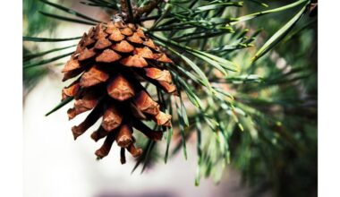 protect conifers for frost