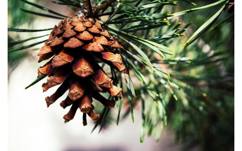 protect conifers for frost