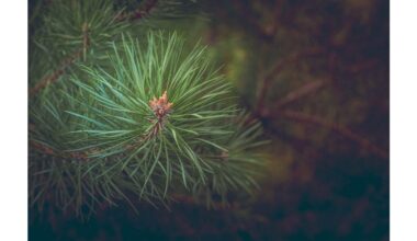 protect conifers from winter sun